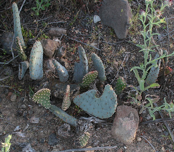 Detailed Picture 5 of Beavertail Cactus