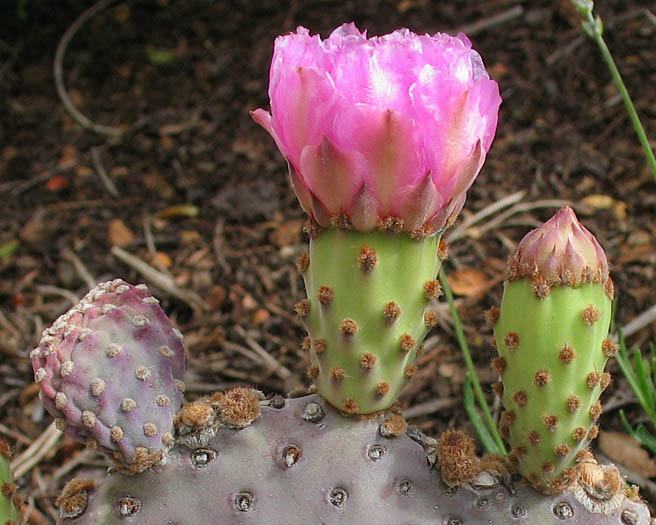 Detailed Picture 2 of Beavertail Cactus