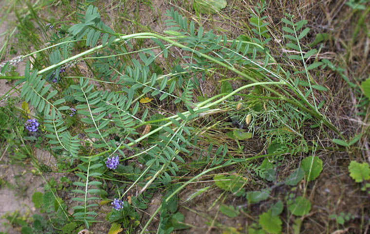 Detailed Picture 4 of Common Dwarf Locoweed
