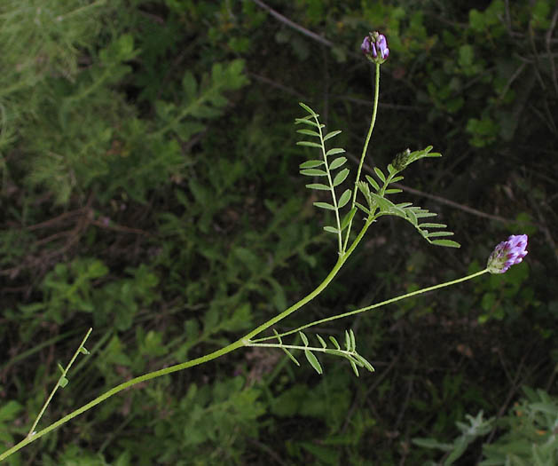 Detailed Picture 3 of Common Dwarf Locoweed