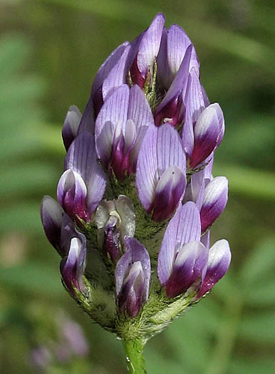 Detailed Picture 2 of Common Dwarf Locoweed