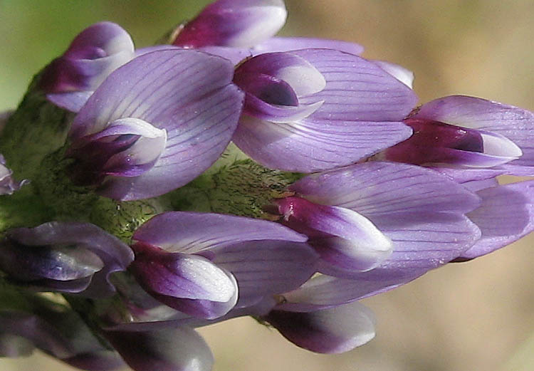 Detailed Picture 1 of Common Dwarf Locoweed