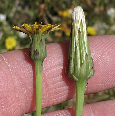 Detailed Picture 3 of Perennial Cat's Ear