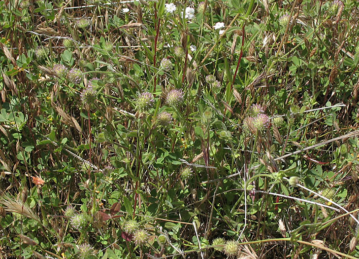 Detailed Picture 8 of Small-head Clover
