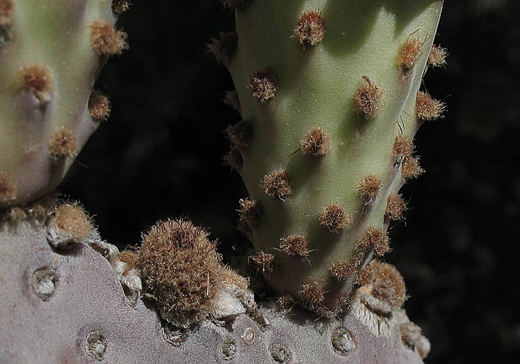 Detailed Picture 4 of Beavertail Cactus