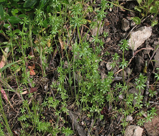 Detailed Picture 8 of Wall Bedstraw