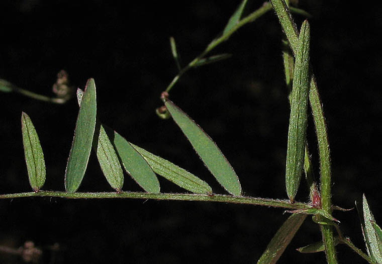 Detailed Picture 10 of Slender Vetch