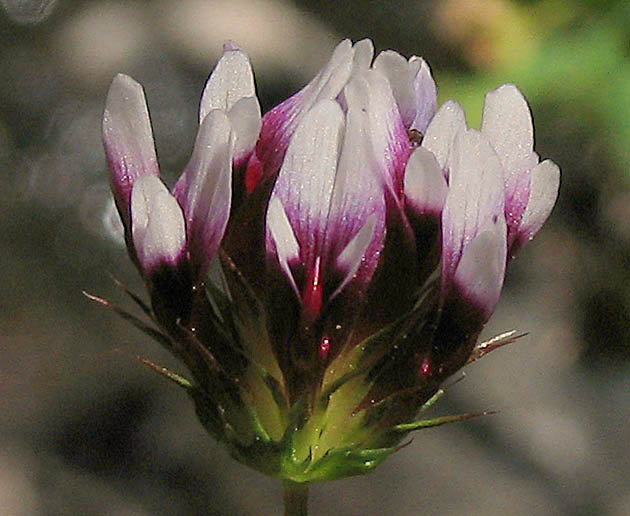 Detailed Picture 1 of White-tipped Clover