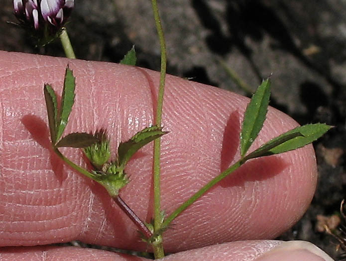 Detailed Picture 8 of White-tipped Clover