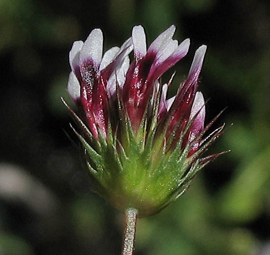 Detailed Picture 2 of White-tipped Clover