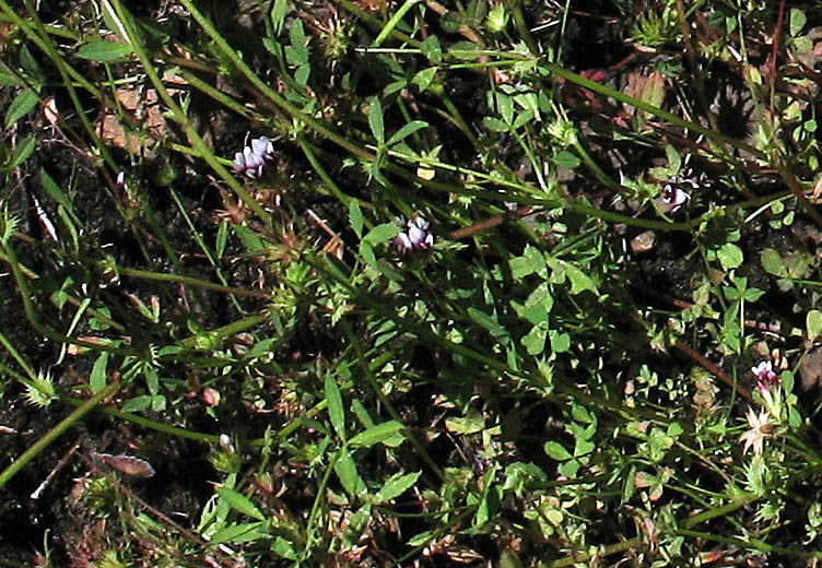 Detailed Picture 6 of White-tipped Clover