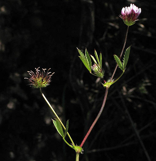 Detailed Picture 5 of White-tipped Clover