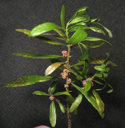 Detailed Picture 5 of California Wax Myrtle
