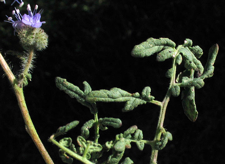 Detailed Picture 5 of Fern-leaf Phacelia