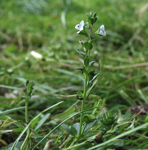 Detailed Picture 4 of Thymeleaf Speedwell