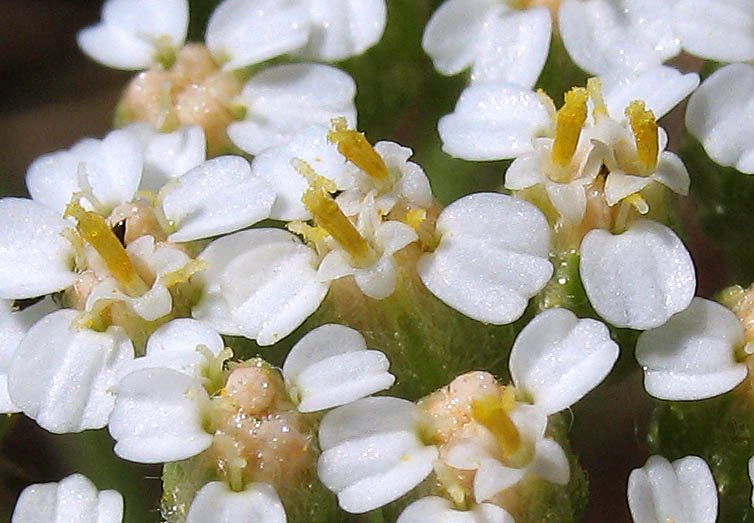 Detailed Picture 1 of Yarrow