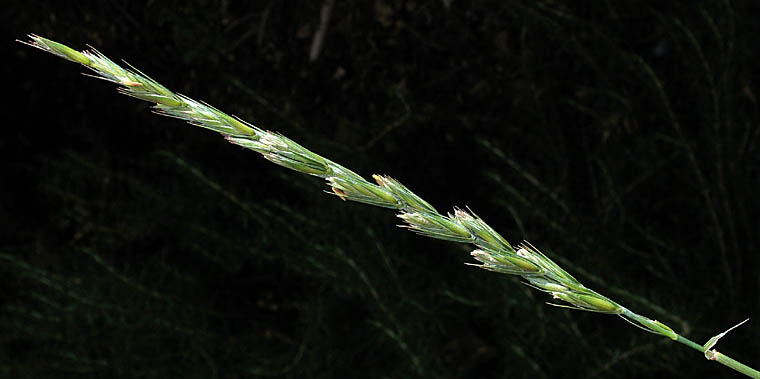 Detailed Picture 5 of Beardless Wild Rye