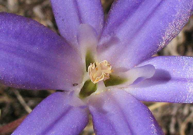 Detailed Picture 2 of Kern Brodiaea
