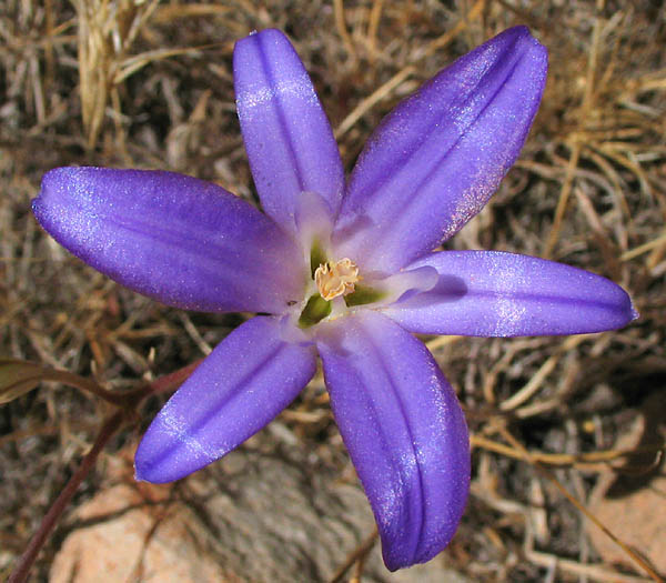 Detailed Picture 1 of Kern Brodiaea