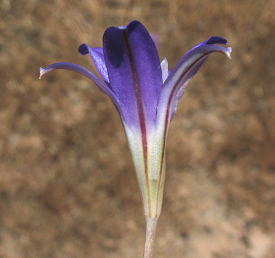 Detailed Picture 4 of Kern Brodiaea