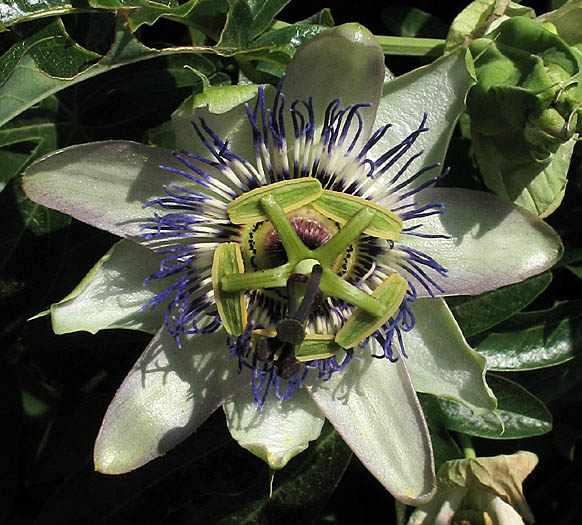 Detailed Picture 1 of Blue Passion Flower