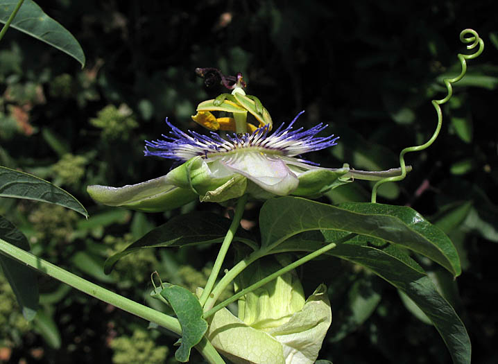 Detailed Picture 2 of Blue Passion Flower