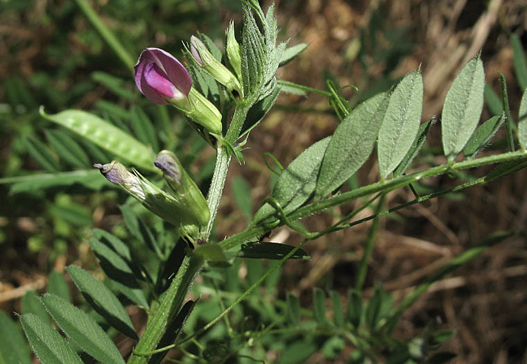 Detailed Picture 4 of Narrow-leaved Vetch
