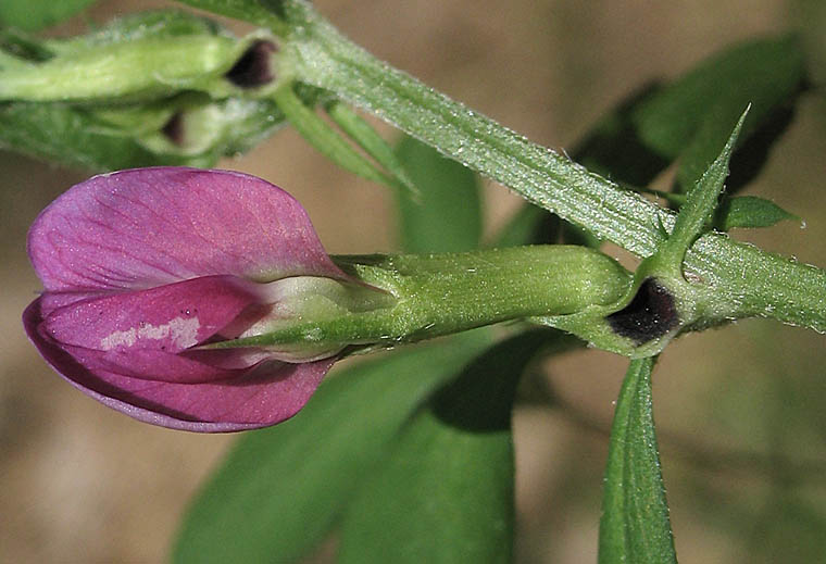 Detailed Picture 1 of Narrow-leaved Vetch