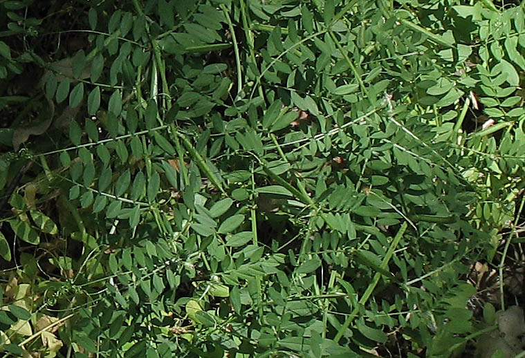 Detailed Picture 6 of Narrow-leaved Vetch
