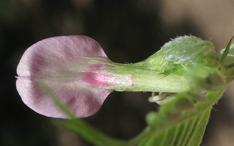 Detailed Picture 2 of Narrow-leaved Vetch