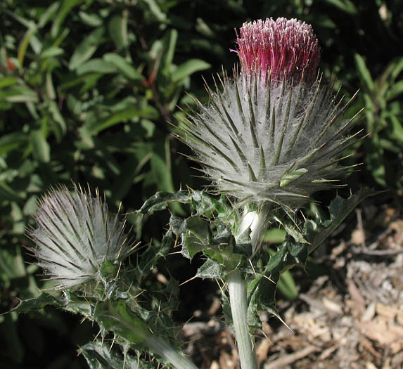 Detailed Picture 2 of Cobweb Thistle