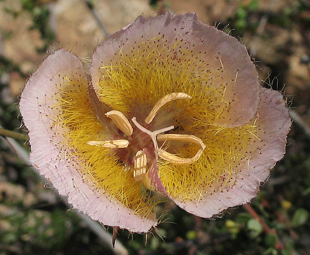 Detailed Picture 1 of Weed's Mariposa Lily