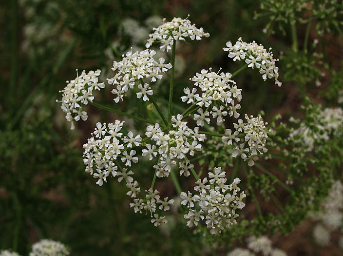 Detailed Picture 4 of Poison Hemlock