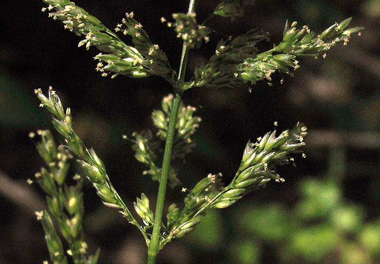 Detailed Picture 1 of Water Beardgrass