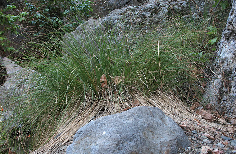 Detailed Picture 7 of Swamp Carex