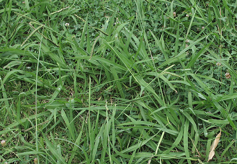 Detailed Picture 5 of Dallis Grass