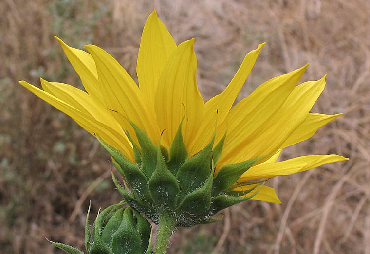 Detailed Picture 3 of Common Sunflower