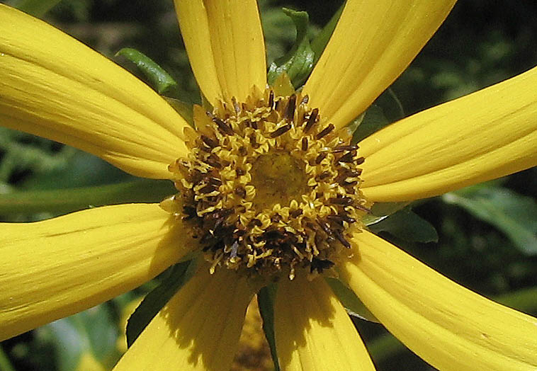 Detailed Picture 2 of Bur-Marigold