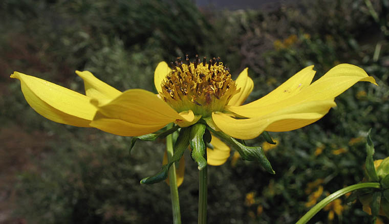 Detailed Picture 3 of Bur-Marigold
