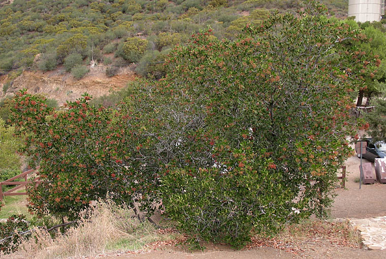 Detailed Picture 5 of Toyon