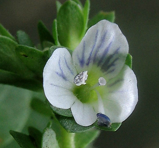 Detailed Picture 1 of Thymeleaf Speedwell