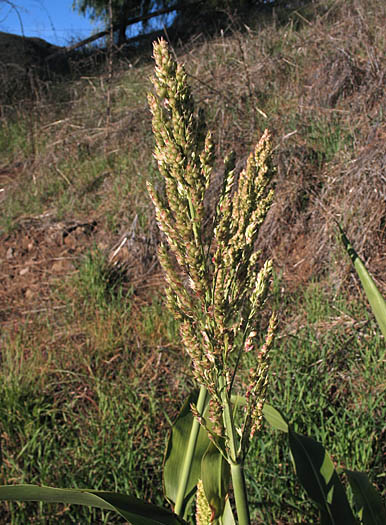 Detailed Picture 1 of Sorghum