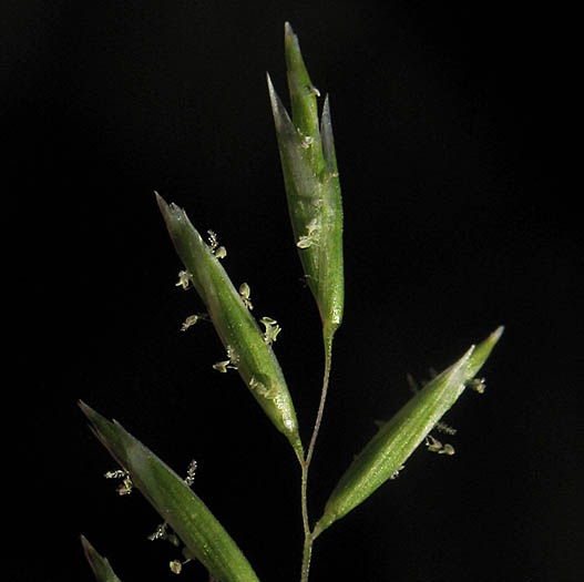Detailed Picture 1 of Common Mediterranean Grass