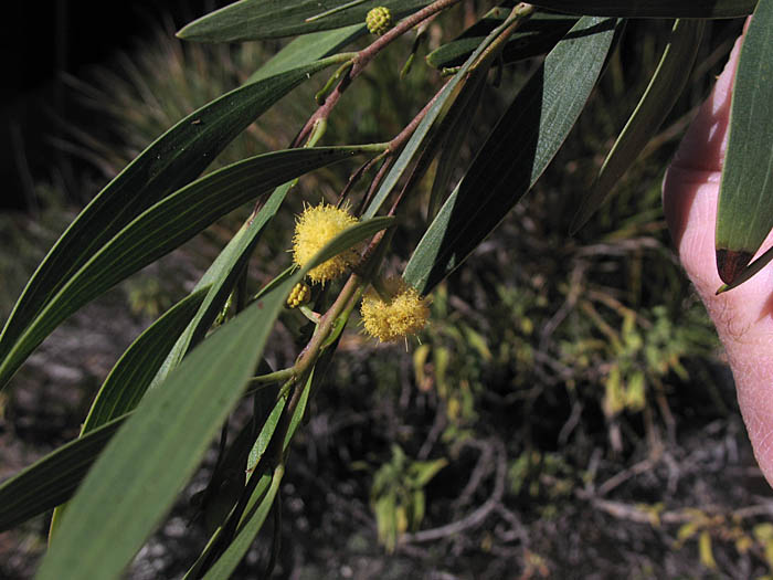 Detailed Picture 2 of Coastal Wattle