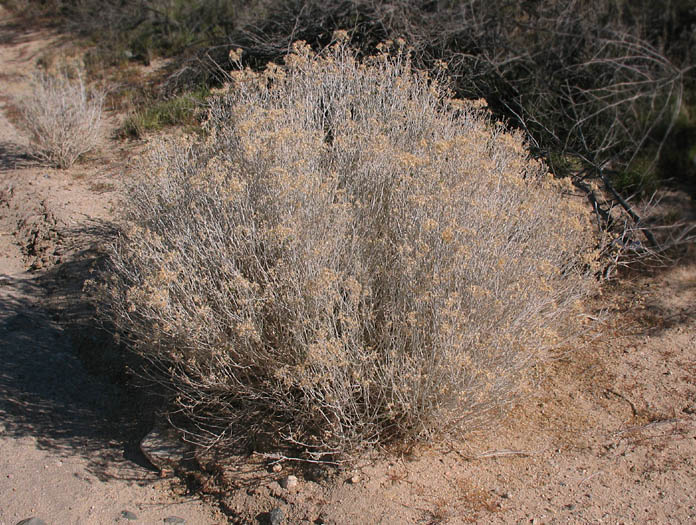 Detailed Picture 6 of Mojave Rabbitbrush