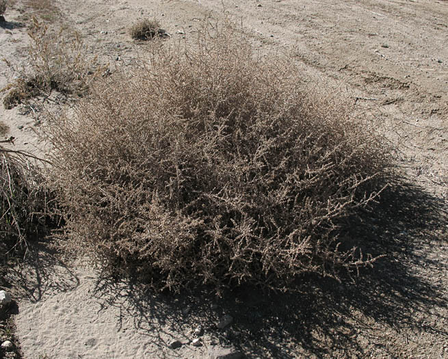 Detailed Picture 7 of Russian Thistle