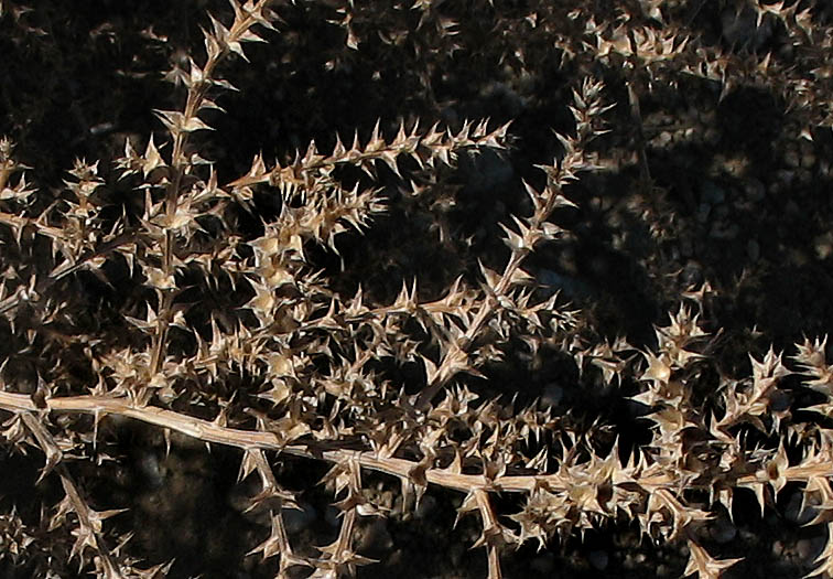 Detailed Picture 4 of Russian Thistle