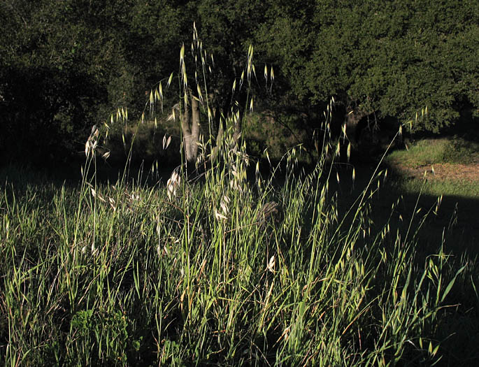 Detailed Picture 5 of Slender Wild Oats
