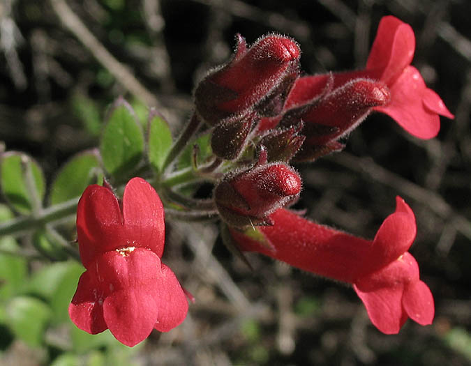 Detailed Picture 1 of Showy Island Snapdragon