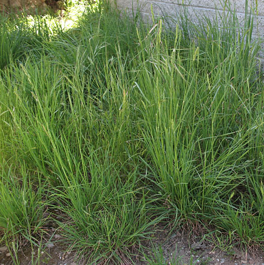 Detailed Picture 7 of Orchard Grass
